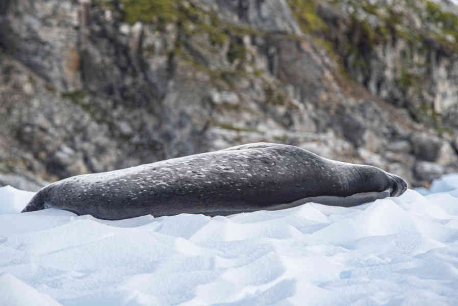 Foca Leopardo - Antártida 03.jpg